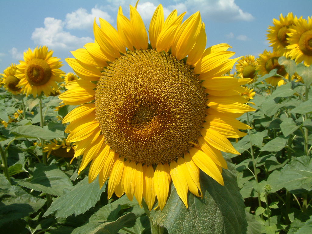 Goldsun.jpg